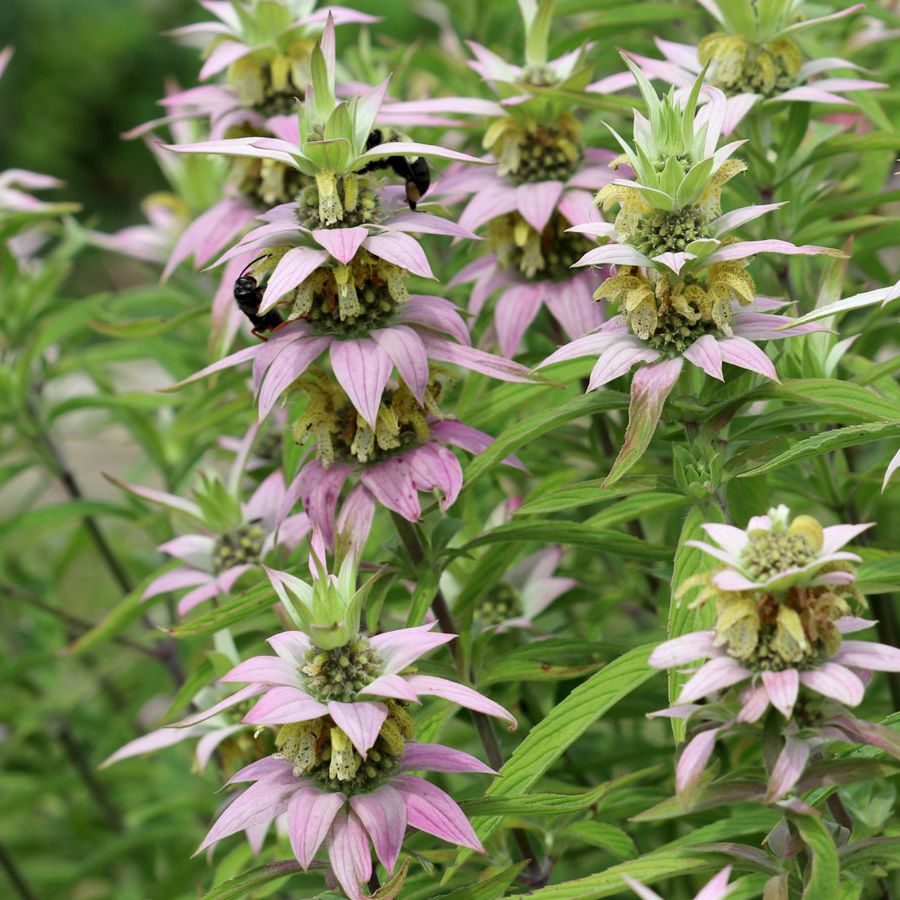 Premium Purple Monarda Punctata Flower seeds for Planting Seasonal Bloomer, Heirloom & GMO Free Seeds for Home Garden seeds