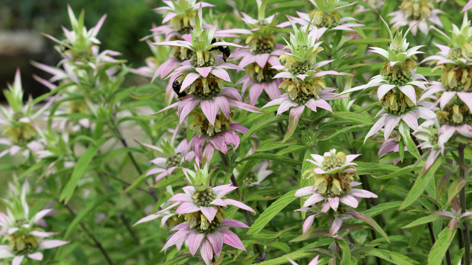 High quality Purple Monarda Punctata Flower seeds for Planting Seasonal Bloomer, Heirloom & GMO Free Seeds for Home Garden seeds pack