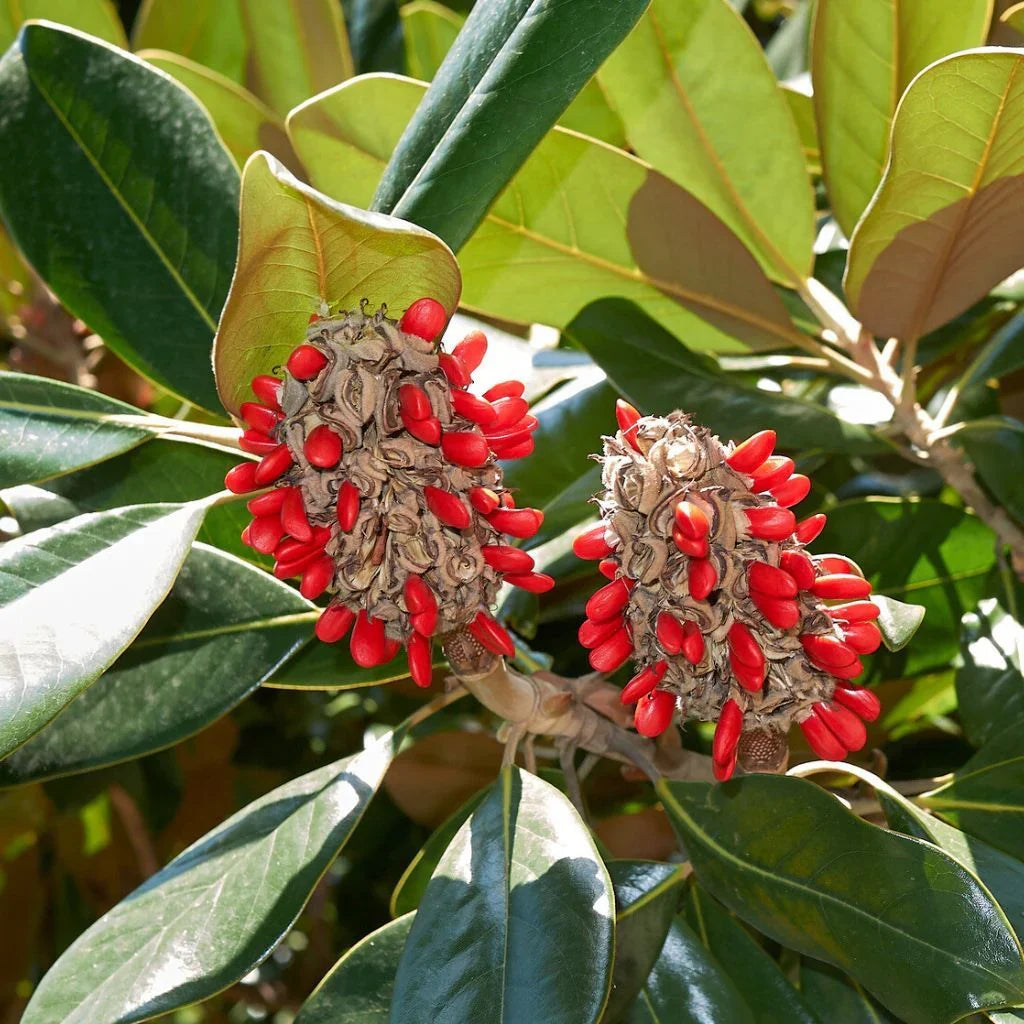Magnolia Flower seeds for Planting - Easy to Grow, Heirloom & GMO Free Seeds for Home Garden