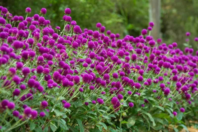 Gomphrena Flower seeds for Planting Sun Loving Heirloom & GMO Free Seeds for Home Garden