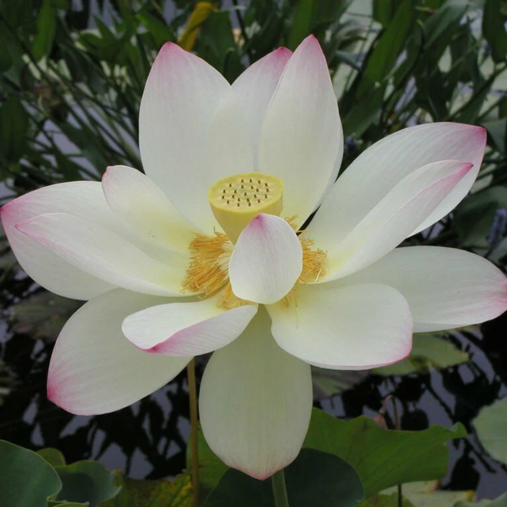 Open Mouth Bonsai Lotus Flower Seeds for Planting – Heirloom, Non-GMO, Easy to Grow, Perennial