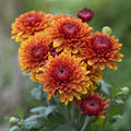 Light Orange Chrysanthemum Flower seeds for Planting Sun Loving, Heirloom & GMO Free Seeds for Home Garden seeds for planting