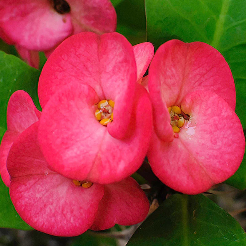 Premium Euphorbia Flower seeds for Planting Low Maintenance Heirloom & GMO Free Seeds for Home Garden seeds