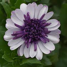 Premium White Purple Omeris Flower seeds for Planting Sun Loving, Heirloom & GMO Free Seeds for Home Garden seeds