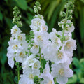 White Verbascum Flower seeds for Planting Seasonal Bloomer, Heirloom & GMO Free Seeds for Home Garden seeds for planting