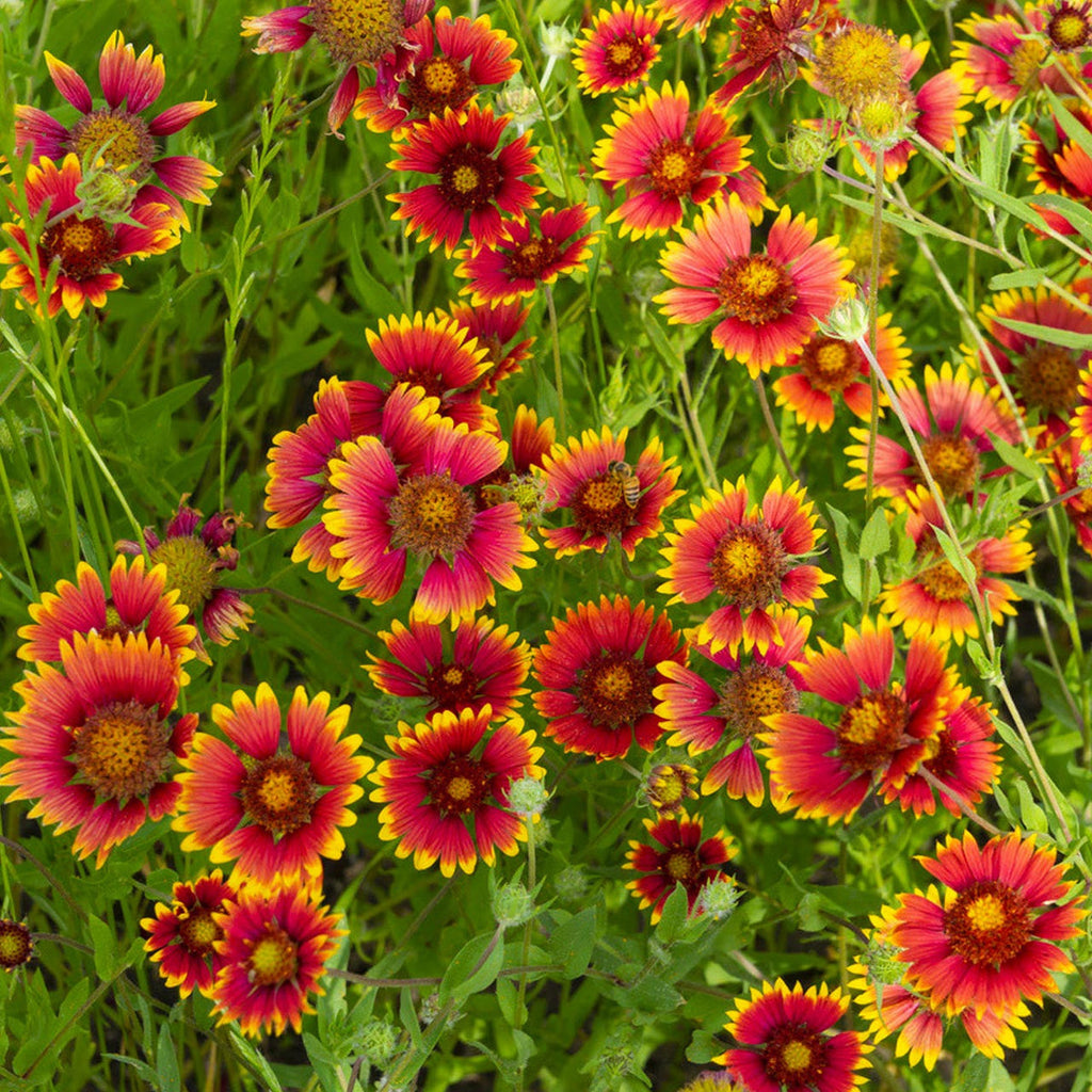Gaillardia Aristata Flower seeds for Planting Cut Flower Favorite, Heirloom & GMO Free Seeds for Home Garden seeds for planting