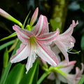 Pink Hippeastrum Rutilum Flower seeds for Planting Sun Loving, Heirloom & GMO Free Seeds for Home Garden seeds for planting
