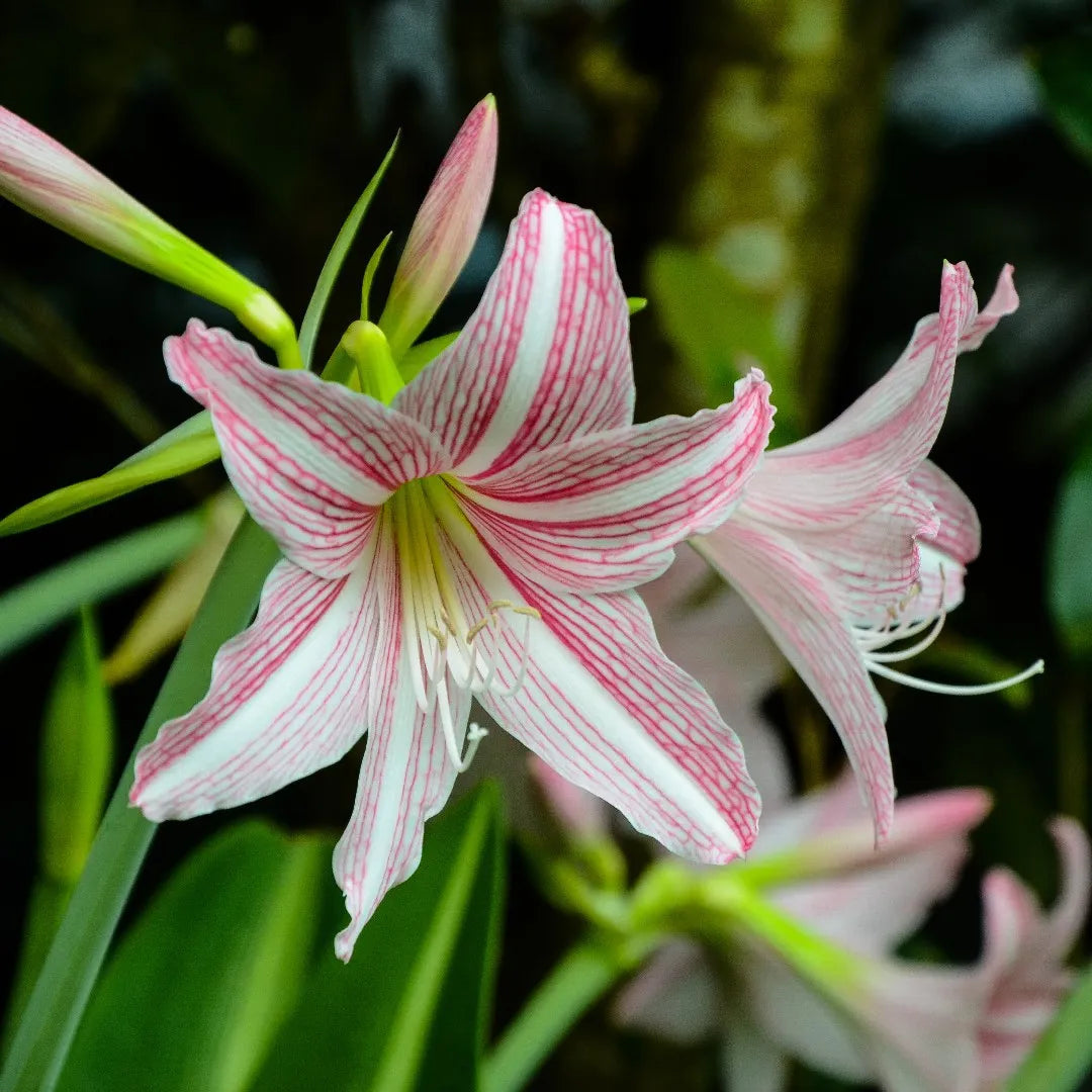 Pink Hippeastrum Rutilum Flower seeds for Planting Sun Loving, Heirloom & GMO Free Seeds for Home Garden seeds for planting
