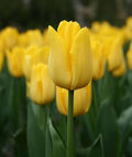 Light Yellow Tulip Flower seeds for Planting Shade Tolerant, Heirloom & GMO Free Seeds for Home Garden seeds for planting