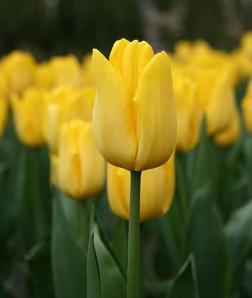 Light Yellow Tulip Flower seeds for Planting Shade Tolerant, Heirloom & GMO Free Seeds for Home Garden seeds for planting