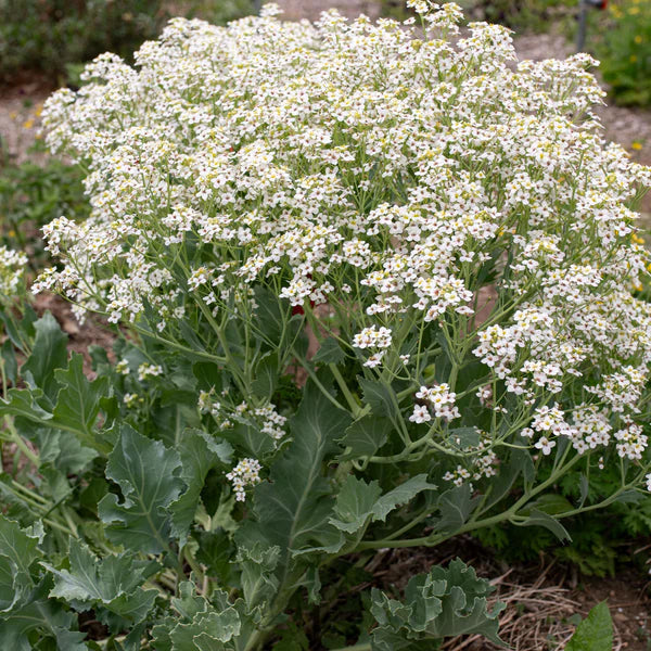 Seakale Flower seeds for Planting Low Maintenance, Heirloom & GMO Free Seeds for Home Garden seeds for planting