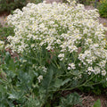Seakale Flower seeds for Planting Low Maintenance, Heirloom & GMO Free Seeds for Home Garden seeds for planting