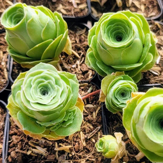 Greenovia Flower seeds for Planting - Premium Quality, Heirloom & GMO Free Seeds for Home Garden