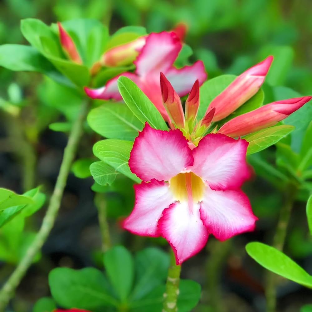 Adenium Flower seeds for Planting Fragrant Blossoms Heirloom & GMO Free Seeds for Home Garden seeds for planting