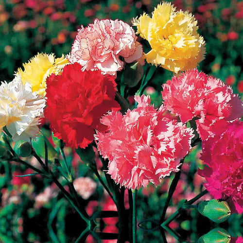 Carnation Flower seeds for Planting Compact Growth, Heirloom & GMO Free Seeds for Home Garden seeds for planting