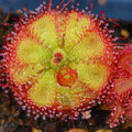 Sundew Flower seeds for Planting Premium Quality, Heirloom & GMO Free Seeds for Home Garden seeds for planting