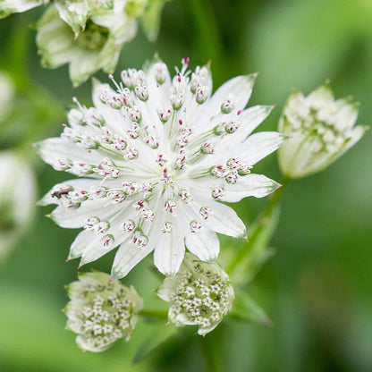 Astrantia Flower Seeds Flower seeds for Planting Cottage Garden Essential Heirloom & GMO Free Seeds for Home Garden