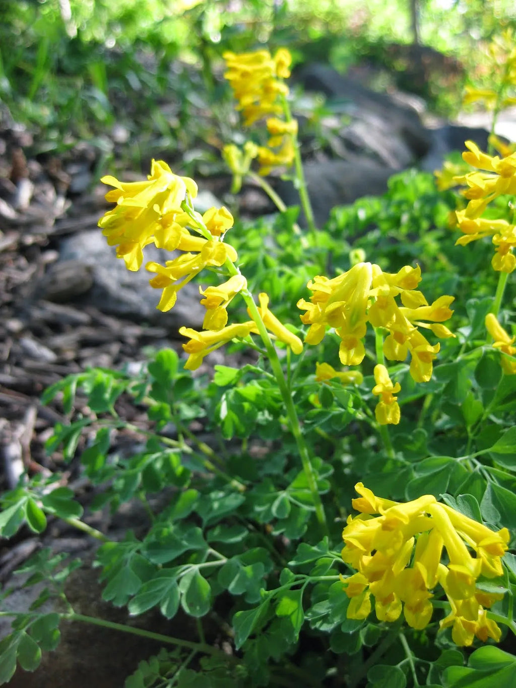 Yellow Corydalis Manchu Flower seeds for Planting Seasonal Bloomer, Heirloom & GMO Free Seeds for Home Garden seeds for planting