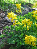Yellow Corydalis Manchu Flower seeds for Planting Seasonal Bloomer, Heirloom & GMO Free Seeds for Home Garden seeds for planting