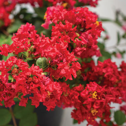 Lagerstroemia Flower seeds for Planting Shade Tolerant Heirloom & GMO Free Seeds for Home Garden 
 
 Sale for planting in home garden
