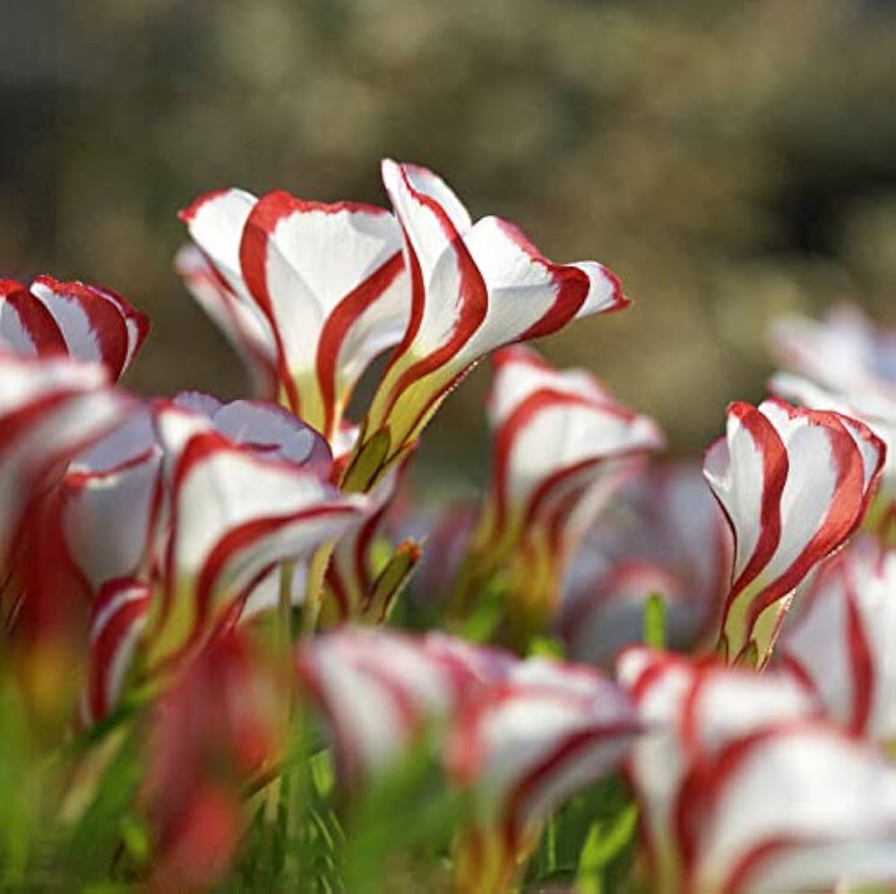 Red White Candy Cane Flower seeds for Planting Wildflower Mix, Heirloom & GMO Free Seeds for Home Garden seeds for planting