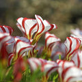 Red White Candy Cane Flower seeds for Planting Wildflower Mix, Heirloom & GMO Free Seeds for Home Garden seeds for planting