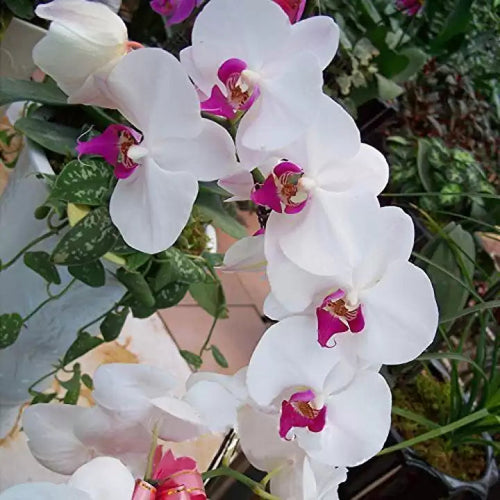 Butterfly Orchid Flower seeds for Planting Cut Flower Favorite, Heirloom & GMO Free Seeds for Home Garden seeds for planting