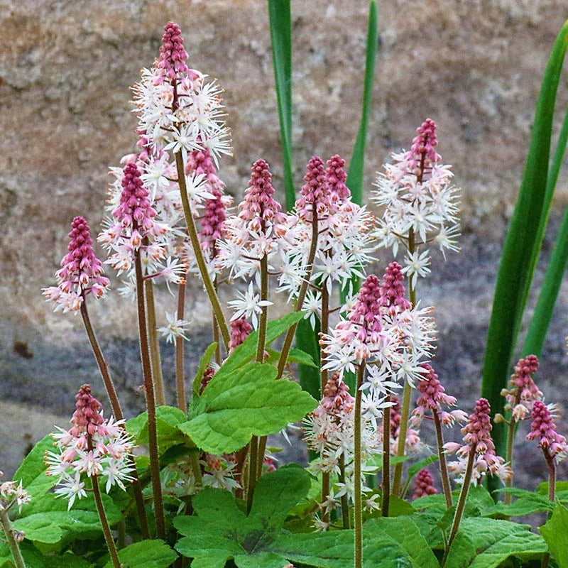 Pink White Tiarella Flower seeds for Planting Long Bloom Season, Heirloom & GMO Free Seeds for Home Garden seeds for planting