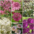 Mixed Astrantia Flower seeds for Planting Colorful Display, Heirloom & GMO Free Seeds for Home Garden seeds for planting