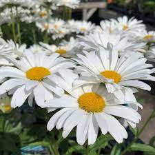 White Leucanthemum Flower seeds for Planting Drought Tolerant, Heirloom & GMO Free Seeds for Home Garden seeds for planting