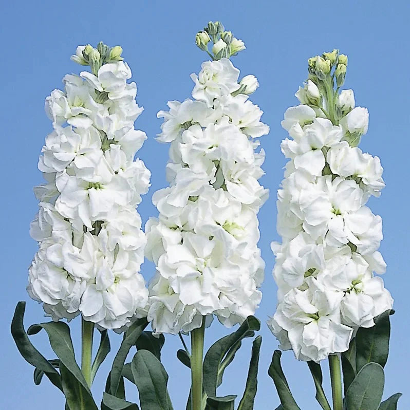 White Evening Stock Flower seeds for Planting Fragrant Blossoms, Heirloom & GMO Free Seeds for Home Garden seeds for planting