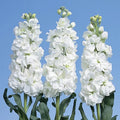 White Evening Stock Flower seeds for Planting Fragrant Blossoms, Heirloom & GMO Free Seeds for Home Garden seeds for planting