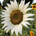 White Sunflower Flower seeds for Planting Seasonal Bloomer, Heirloom & GMO Free Seeds for Home Garden seeds for planting