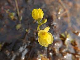Premium Yellow Utricularia Flower seeds for Planting Easy to Grow, Heirloom & GMO Free Seeds for Home Garden seeds