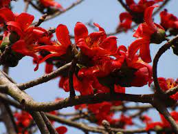 Ceiba Flower seeds for Planting Shade Tolerant, Heirloom & GMO Free Seeds for Home Garden seeds for planting