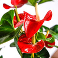 Anthurium Flower seeds for Planting Drought Tolerant Heirloom & GMO Free Seeds for Home Garden seeds for planting