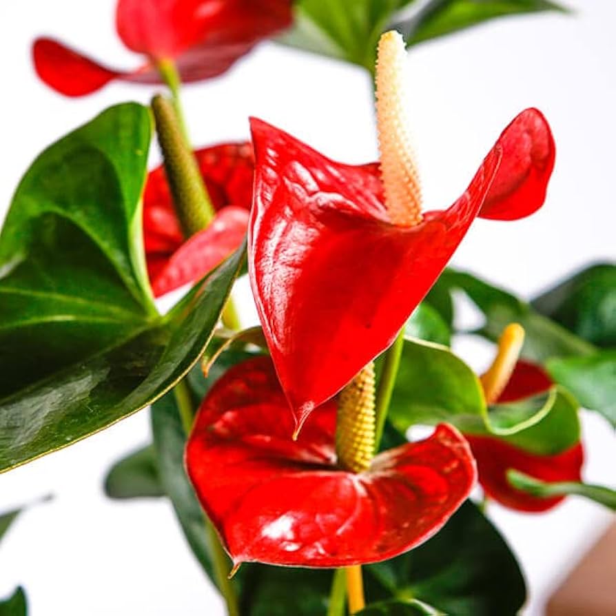 Anthurium Flower seeds for Planting Drought Tolerant Heirloom & GMO Free Seeds for Home Garden seeds for planting