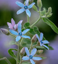 Rare Tweedia Flower seeds for Planting Drought Tolerant, Heirloom & GMO Free Seeds for Home Garden seeds for planting