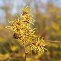 Zaubernuss Hamamelis Flower seeds for Planting Easy to Grow, Heirloom & GMO Free Seeds for Home Garden seeds for planting
