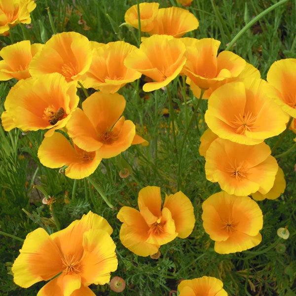 Yellow Eschscholtzia Flower seeds for Planting Low Maintenance Heirloom & GMO Free Seeds for Home Garden