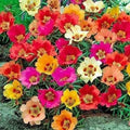 Mixed Portulaca Flower seeds for Planting Colorful Display, Heirloom & GMO Free Seeds for Home Garden seeds for planting