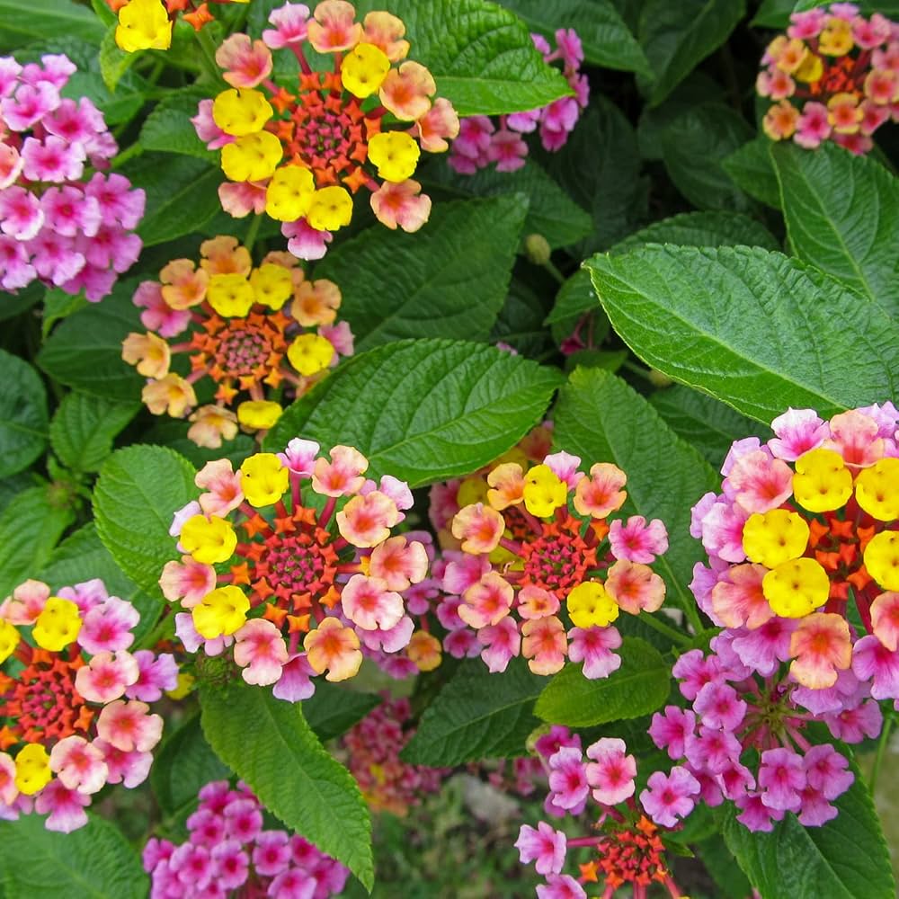 Feston Rose Lantana Flower seeds for Planting Sun Loving Heirloom & GMO Free Seeds for Home Garden