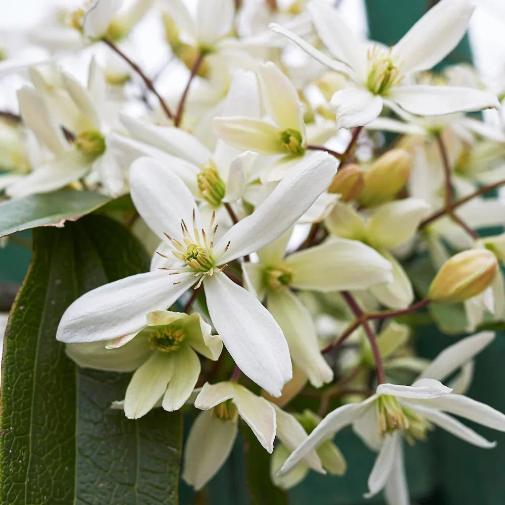 Clematis Montana Flower seeds for Planting Pollinator Friendly Heirloom & GMO Free Seeds for Home Garden seeds for planting