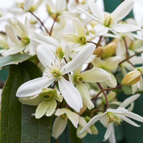 Clematis Montana Flower seeds for Planting Pollinator Friendly Heirloom & GMO Free Seeds for Home Garden seeds for planting