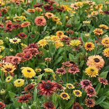 Premium Rudbeckia Sahar Flower seeds for Planting Hardy Variety, Heirloom & GMO Free Seeds for Home Garden seeds