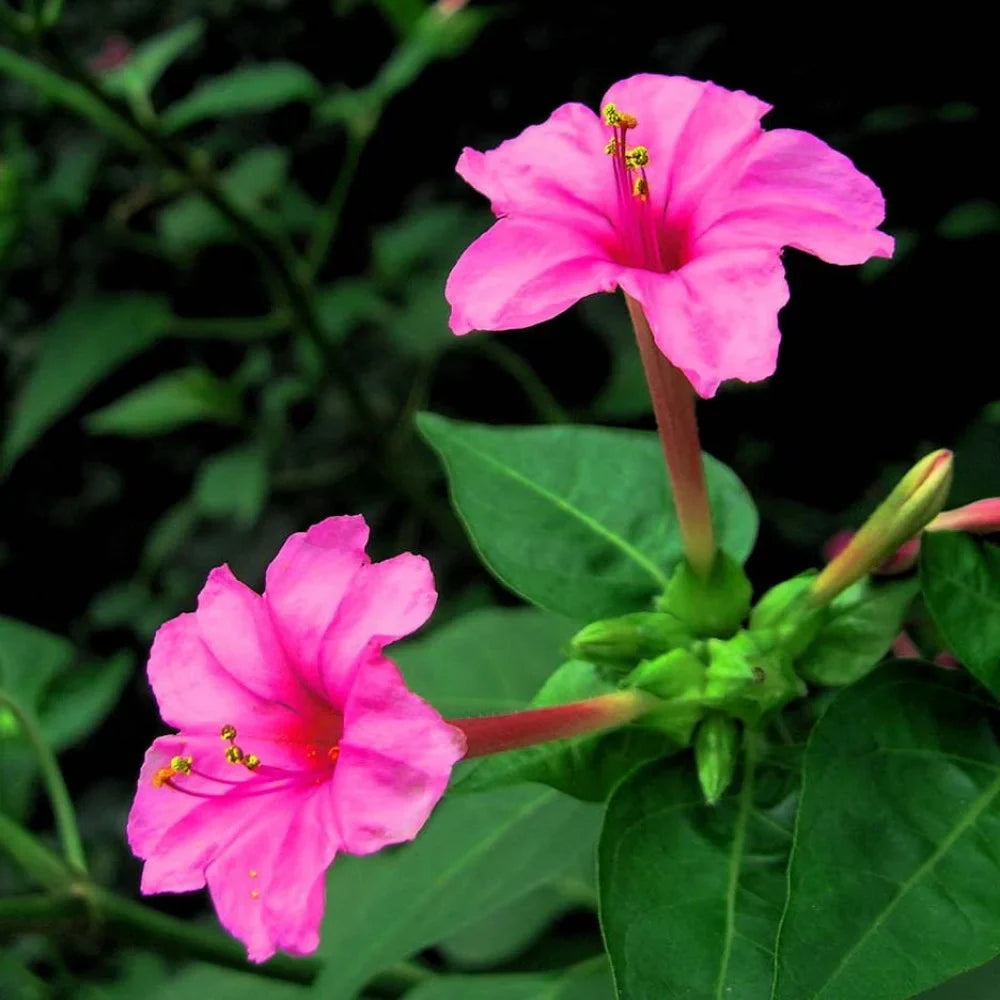 Mirabilis Jalapa Flower seeds for Planting Garden Favorite Heirloom & GMO Free Seeds for Home Garden seeds for planting