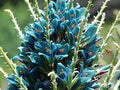 Blue Puya Venusta Flower seeds for Planting Pollinator Friendly, Heirloom & GMO Free Seeds for Home Garden seeds for planting