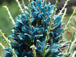 Blue Puya Venusta Flower seeds for Planting Pollinator Friendly, Heirloom & GMO Free Seeds for Home Garden seeds for planting