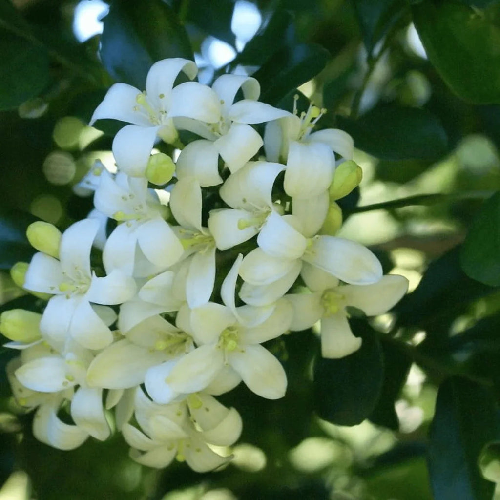 White Murraya Paniculata Flower seeds for Planting Long Bloom Season, Heirloom & GMO Free Seeds for Home Garden seeds for planting