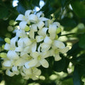 White Murraya Paniculata Flower seeds for Planting Long Bloom Season, Heirloom & GMO Free Seeds for Home Garden seeds for planting